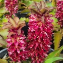 Picture of Eucomis Tiny piny Ruby