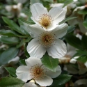 Picture of Eucryphia Nymansay