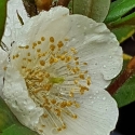 Picture of Eucryphia Wilkie