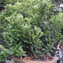 Picture of Euonymus Emerald Gem