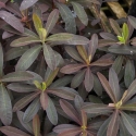 Picture of Euphorbia Chameleon
