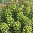 Picture of Euphorbia Martinii