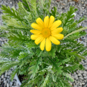 Picture of Euryops Little Sunray