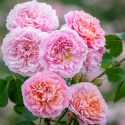 Picture of Eustacia Vye Std 80cm-Rose