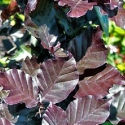 Picture of Fagus Dawyck Purple