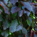 Picture of Fagus Purple Fountain