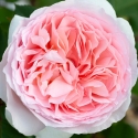 Picture of Fairytale Magic-Rose