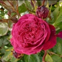 Picture of Falstaff-Rose