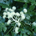 Picture of Fatsia Japonica