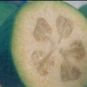 Picture of Feijoa Apollo