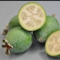 Picture of Feijoa Bambina