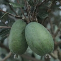 Picture of Feijoa Dens Choice