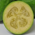 Picture of Feijoa Golden Goose