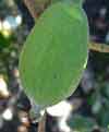 Picture of Feijoa Kakapo