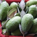 Picture of Feijoa Mammoth