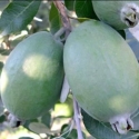 Picture of Feijoa Opal Star