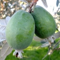 Picture of Feijoa Pounamu