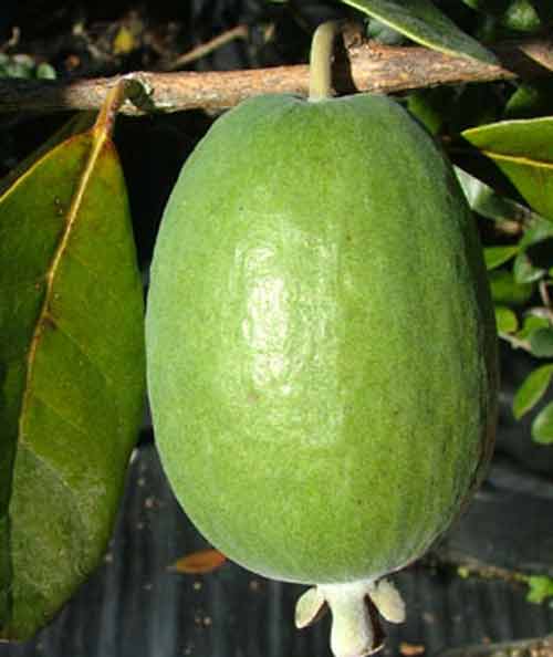 Picture of Feijoa Unique