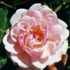 Picture of Felicite et Perpetue Clg-Rose