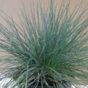 Picture of Festuca Banks Peninsula Blue