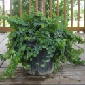 Picture of Ficus Pumila Minima
