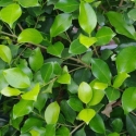 Picture of Ficus Tuffi Std