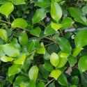 Picture of Ficus Tuffi