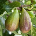 Picture of Fig Brunswick