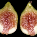 Picture of Fig White Adriatic