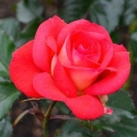 Picture of Fireball Std 45cm-Rose