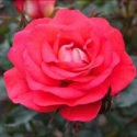 Picture of Fireball-Rose