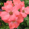 Picture of Flower Carpet Coral Std 90cm-Rose