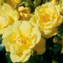 Picture of Flower Carpet Gold