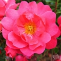 Picture of Flower Carpet Pink