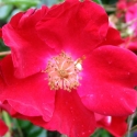 Picture of Flower Carpet Red