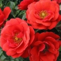 Picture of Flower Carpet Scarlet Std 90cm-Rose
