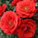 Picture of Flower Carpet Scarlet