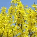 Picture of Forsythia Lynwood Gold