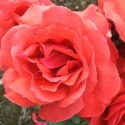 Picture of Fragrant Cloud-Rose