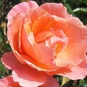 Picture of Fragrant Delight-Rose