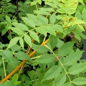 Picture of Fraxinus Aurea Pendula