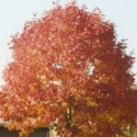 Picture of Fraxinus Cimmzan