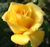 Picture of Friesia Std 80cm-Rose