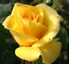 Picture of Friesia-Rose