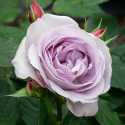 Picture of Frosty Moon-Rose