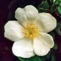 Picture of Fruhlingsanfang Clg-Rose