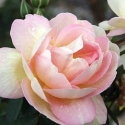 Picture of Fruhlingsduft Clg-Rose