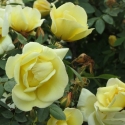 Picture of Fruhlingsgold Clg-Rose