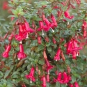 Picture of Fuchsia Candy Bells
