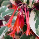 Picture of Fuchsia Firecracker